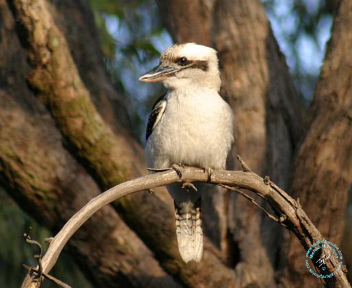 Kookaburra 9Y172D-002.JPG